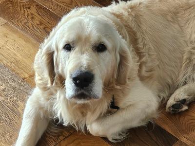 IKC Registered Friendly Golden Retriever for stud in Laois