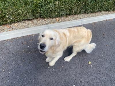 IKC Registered Friendly Golden Retriever for stud in Laois