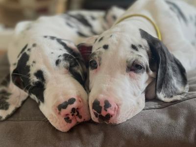 Female Great Dane puppy in Laois