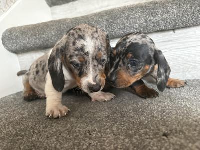 Miniature Dachshund puppies in Dublin