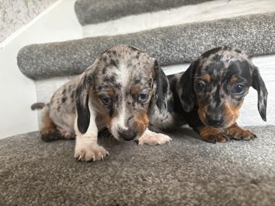 Miniature Dachshund puppies in Dublin