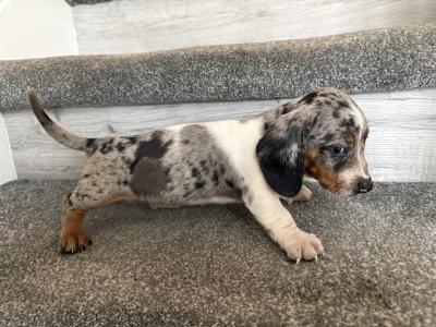 Miniature Dachshund puppies in Dublin