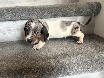 Miniature Dachshund puppies in Dublin