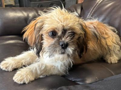 Friendly female Shih Tzu puppy in Westmeath