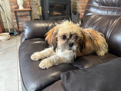 Friendly female Shih Tzu puppy in Westmeath