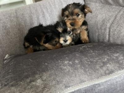 Yorkshire Terrier puppies in Longford