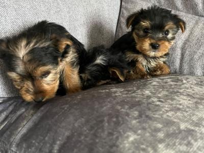 Yorkshire Terrier puppies in Longford