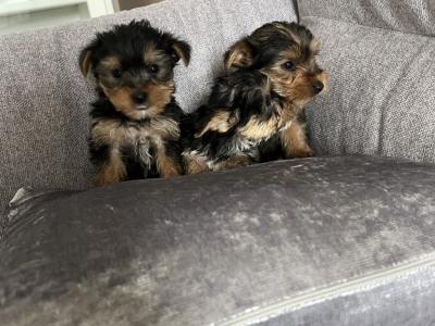 Yorkshire Terrier puppies in Longford