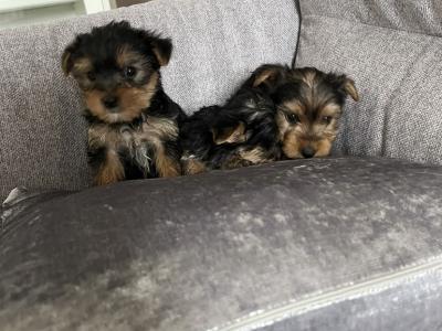 Yorkshire Terrier puppies in Longford