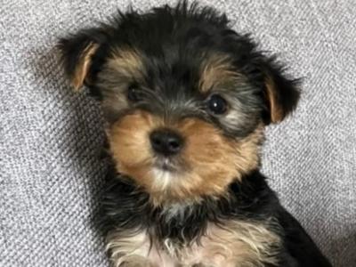 Yorkshire Terrier puppies in Longford