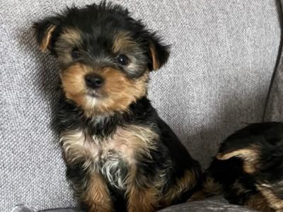 Yorkshire Terrier puppies in Longford