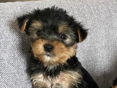 Yorkshire Terrier puppies in Longford