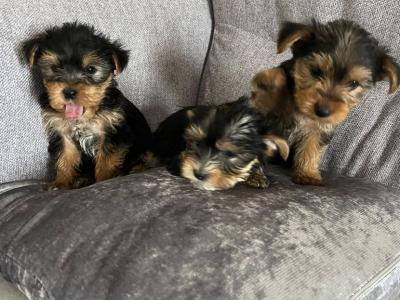 Yorkshire Terrier puppies in Longford