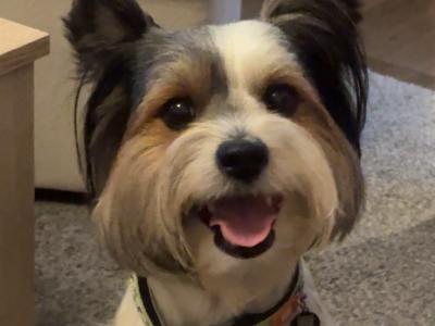 Biewer Yorkshire Terrier for stud in Kilkenny