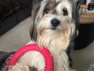 Biewer Yorkshire Terrier for stud in Kilkenny