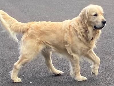 IKC Registered Friendly Golden Retriever for stud in Laois