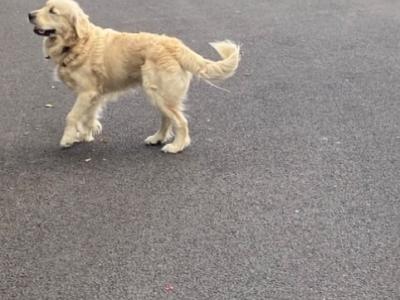 IKC Registered Friendly Golden Retriever for stud in Laois