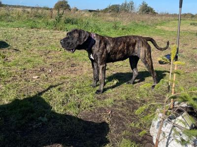 Presa Canario puppies in Westmeath