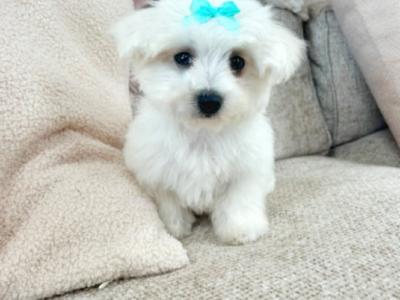 Super Cute IKC Registered male Maltese puppy in Wexford