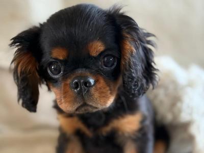 Cavalier King Charles Spaniel for stud - Irish and UK Registered - in Galway