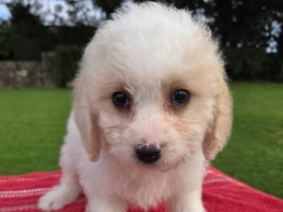 Cavachon puppies in Wexford