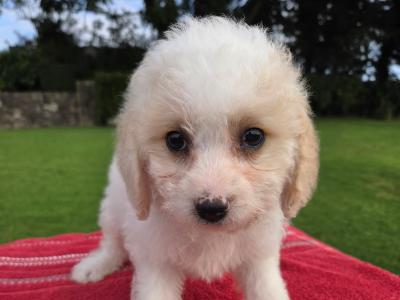 Cavachon puppies in Wexford