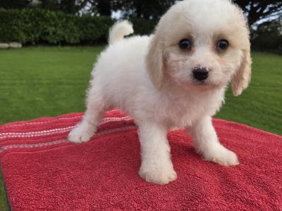Cavachon puppies in Wexford