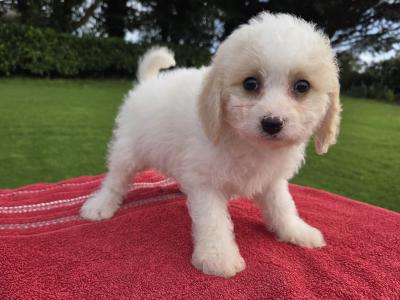 Cavachon puppies in Wexford