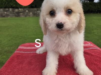 Cavachon puppies in Wexford
