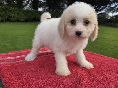 Cavachon puppies in Wexford