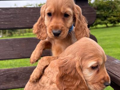 Golden Cocker Spaniel puppies in Cavan