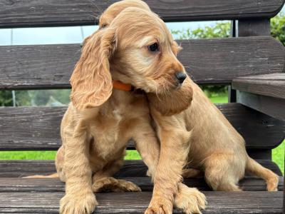 Golden Cocker Spaniel puppies in Cavan