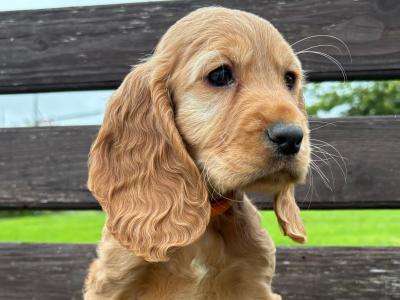 Golden Cocker Spaniel puppies in Cavan