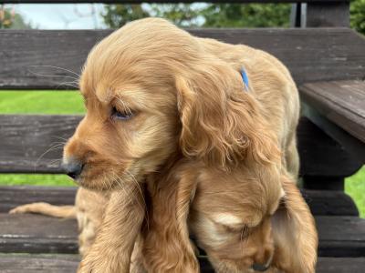 Golden Cocker Spaniel puppies in Cavan