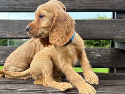 Golden Cocker Spaniel puppies in Cavan