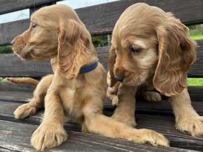 Golden Cocker Spaniel puppies in Cavan