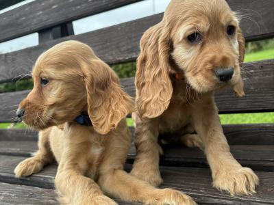 Golden Cocker Spaniel puppies in Cavan