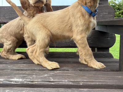 Golden Cocker Spaniel puppies in Cavan