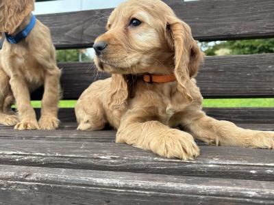Golden Cocker Spaniel puppies in Cavan
