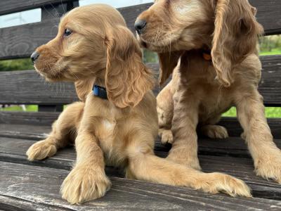Golden Cocker Spaniel puppies in Cavan