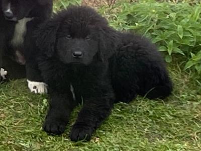 Newfoundland puppies in Longford are looking for their forever home!