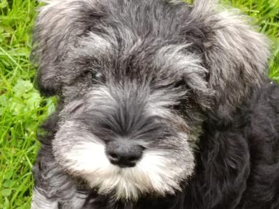 Miniature Schnauzer puppies in Kerry