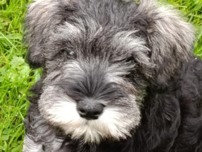 Miniature Schnauzer puppies in Kerry