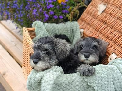 Miniature Schnauzer puppies in Kerry