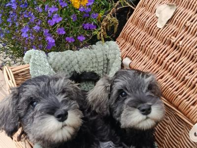 Miniature Schnauzer puppies in Kerry
