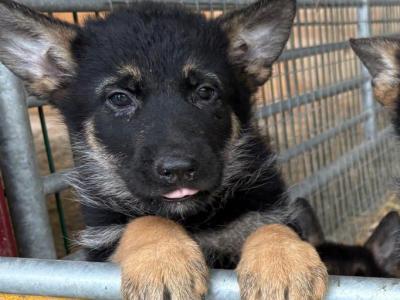 2 German Shepherd puppies for sale in Louth
