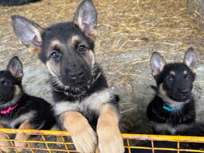 2 German Shepherd puppies for sale in Louth