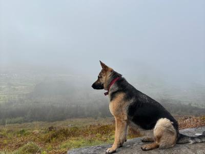 2 German Shepherd puppies for sale in Louth