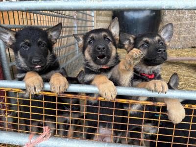 2 German Shepherd puppies for sale in Louth