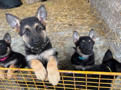 2 German Shepherd puppies for sale in Louth